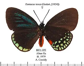 Eumaeus toxea