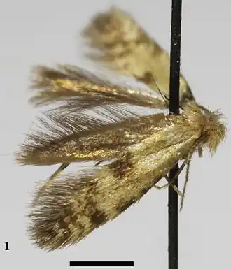 Eumasia crisostomella