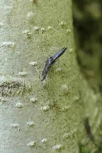 Acrocercops aethalota