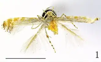 Eumetriochroa hiranoi