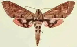 Eumorpha adamsi
