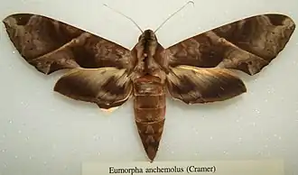 Eumorpha anchemolus