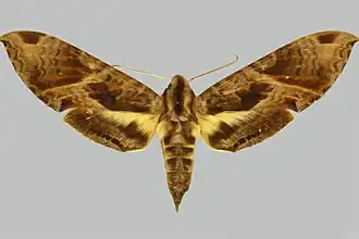 Eumorpha cissi