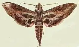 Eumorpha drucei