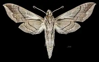 Eumorpha megaeacus ♀ △