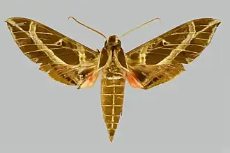 Eumorpha mirificatus