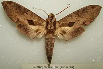 Eumorpha satellitia