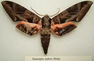 Eumorpha typhon
