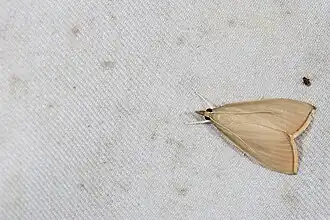 Eumorphobotys eumorphalis