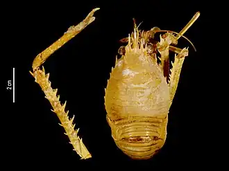 Eumunida macphersoni