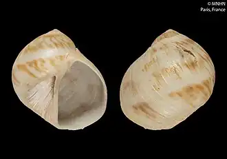 Eunaticina umbilicata