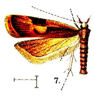 Eunebristis