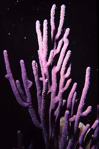Eunicea flexuosa
