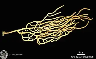 Eunicella papillifera