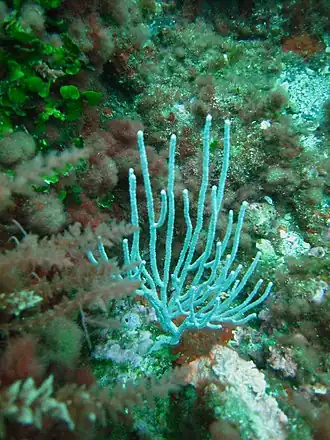 Eunicella singularis