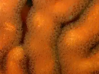 Eunicella tricoronata