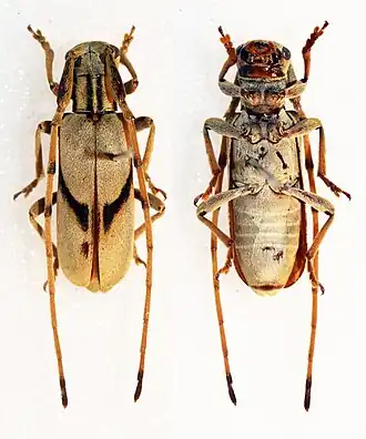 Eunidia fuscovittata