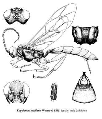Eupalamus oscillator