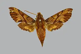 Eupanacra angulata