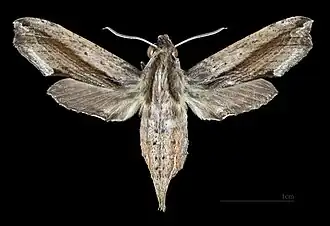 Eupanacra automedon ♀