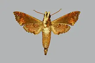 Eupanacra elegantulus