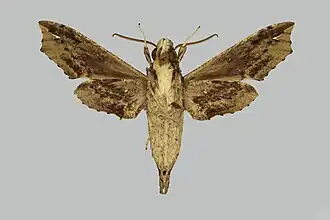 Eupanacra harmani