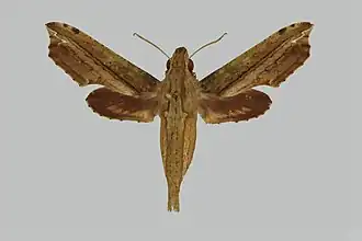 Eupanacra hollowayi