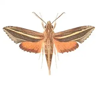 Eupanacra micholitzi