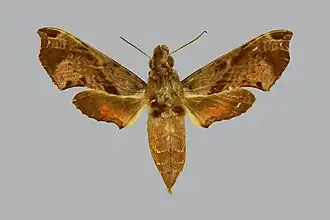 Eupanacra poulardi