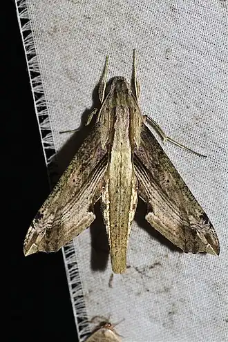 Eupanacra regularis