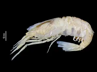 Eupasiphae paucidentata