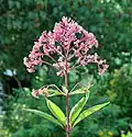 Leverkruid, Eupatorium maculatum