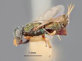 Eupelmus vuilleti