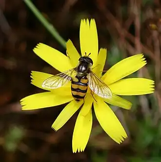 Gele kommazweefvlieg