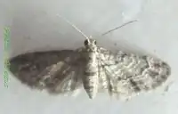 Eupithecia graphiticata