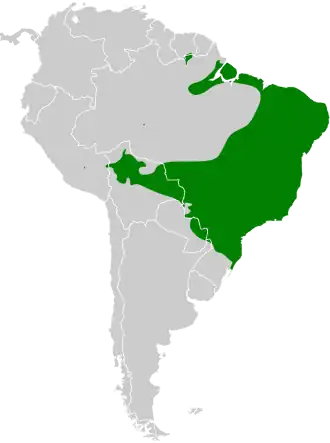 Zwaluwstaartkolibrie