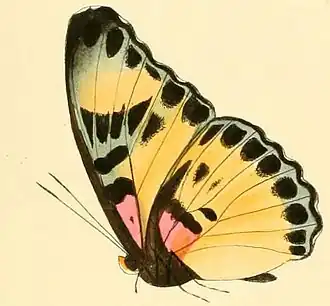 Euphaedra adonina