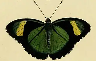 Euphaedra ceres