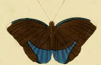 Euphaedra harpalyce