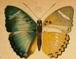 Euphaedra preussi