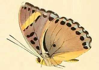 Euphaedra rezia