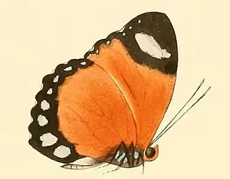 Euphaedra ruspina