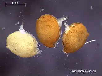 Euphilomedes producta