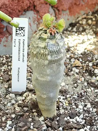 Euphorbia alfredii
