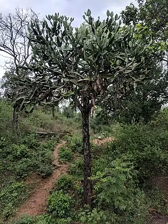 Euphorbia antiquorum