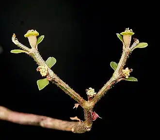 Euphorbia bemarahaensis