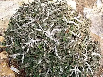 Euphorbia cap-saintemariensis