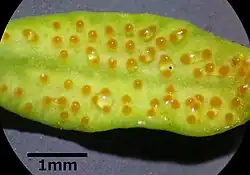 Nectar op cipreswolfsmelk