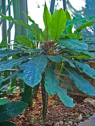 Euphorbia leuconeura