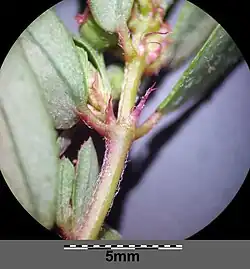 Blad met steunblaadjes aan de voet